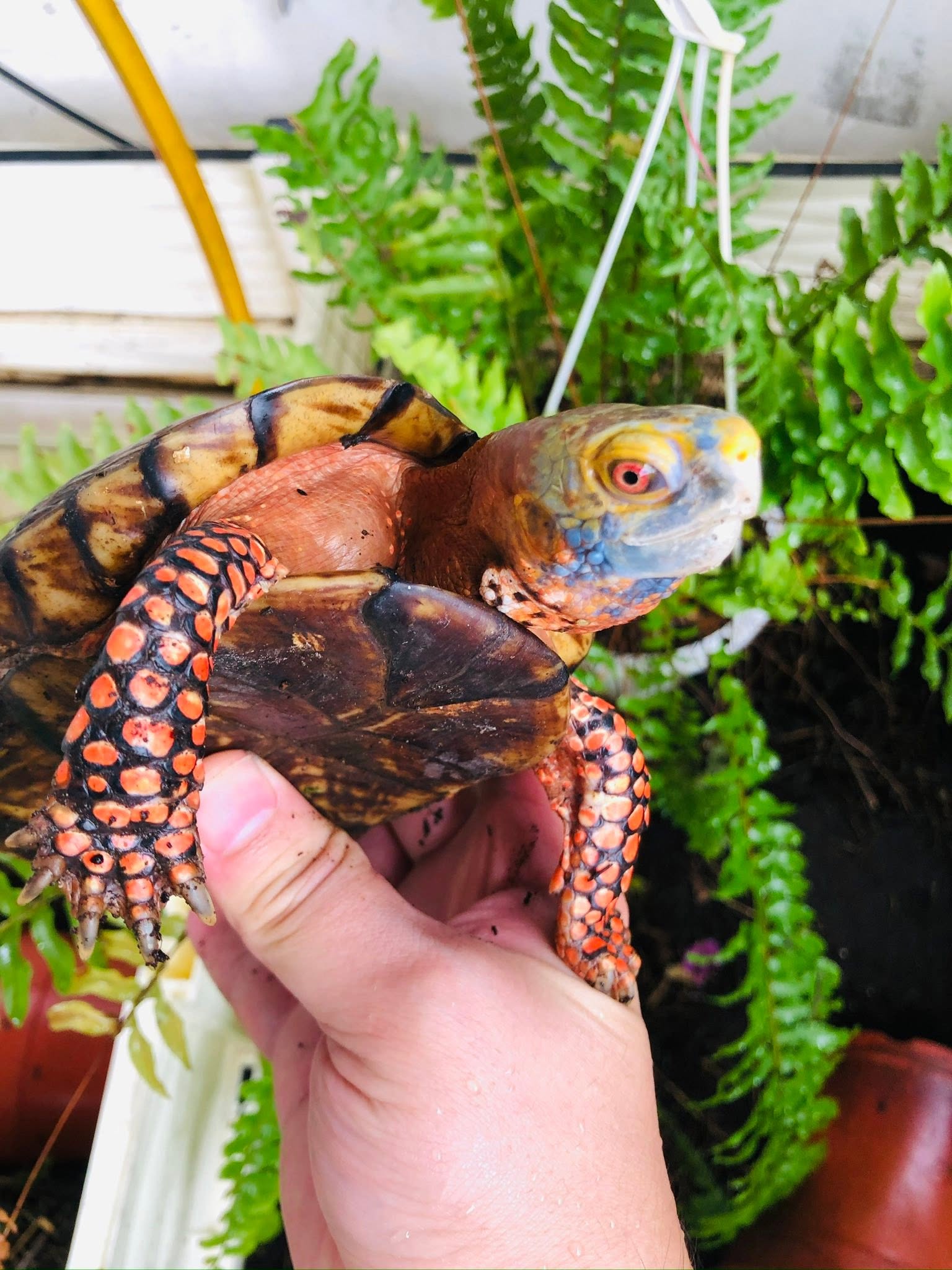 花無缺