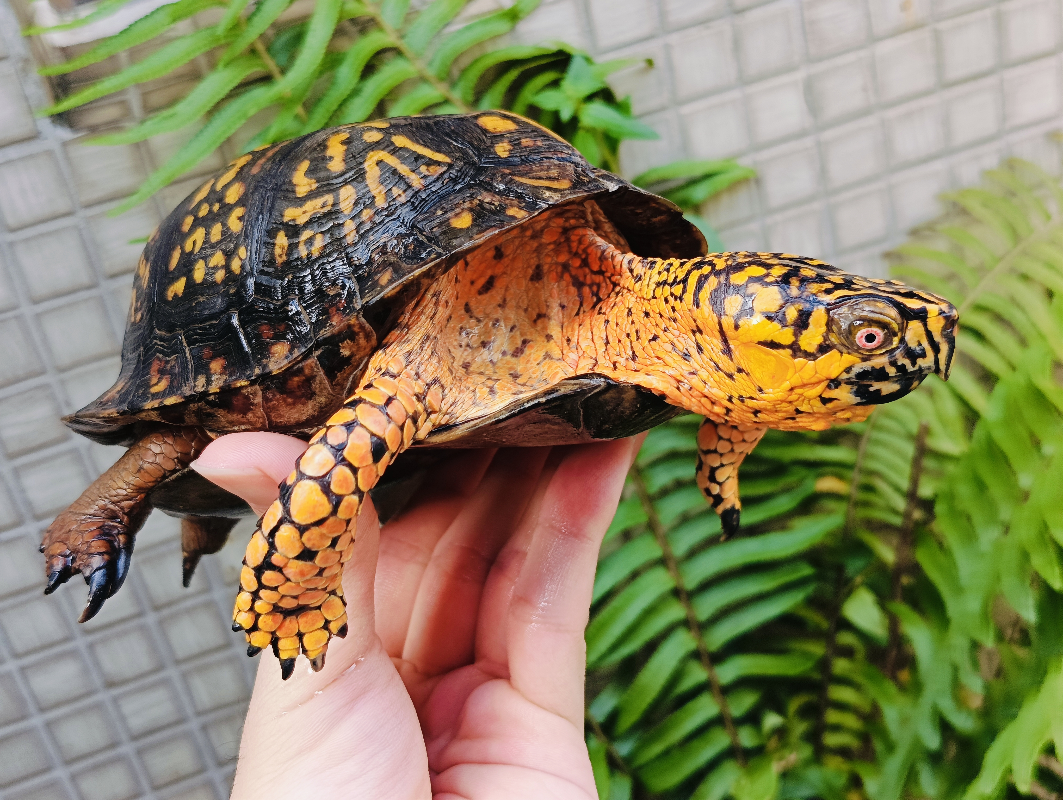 紅港