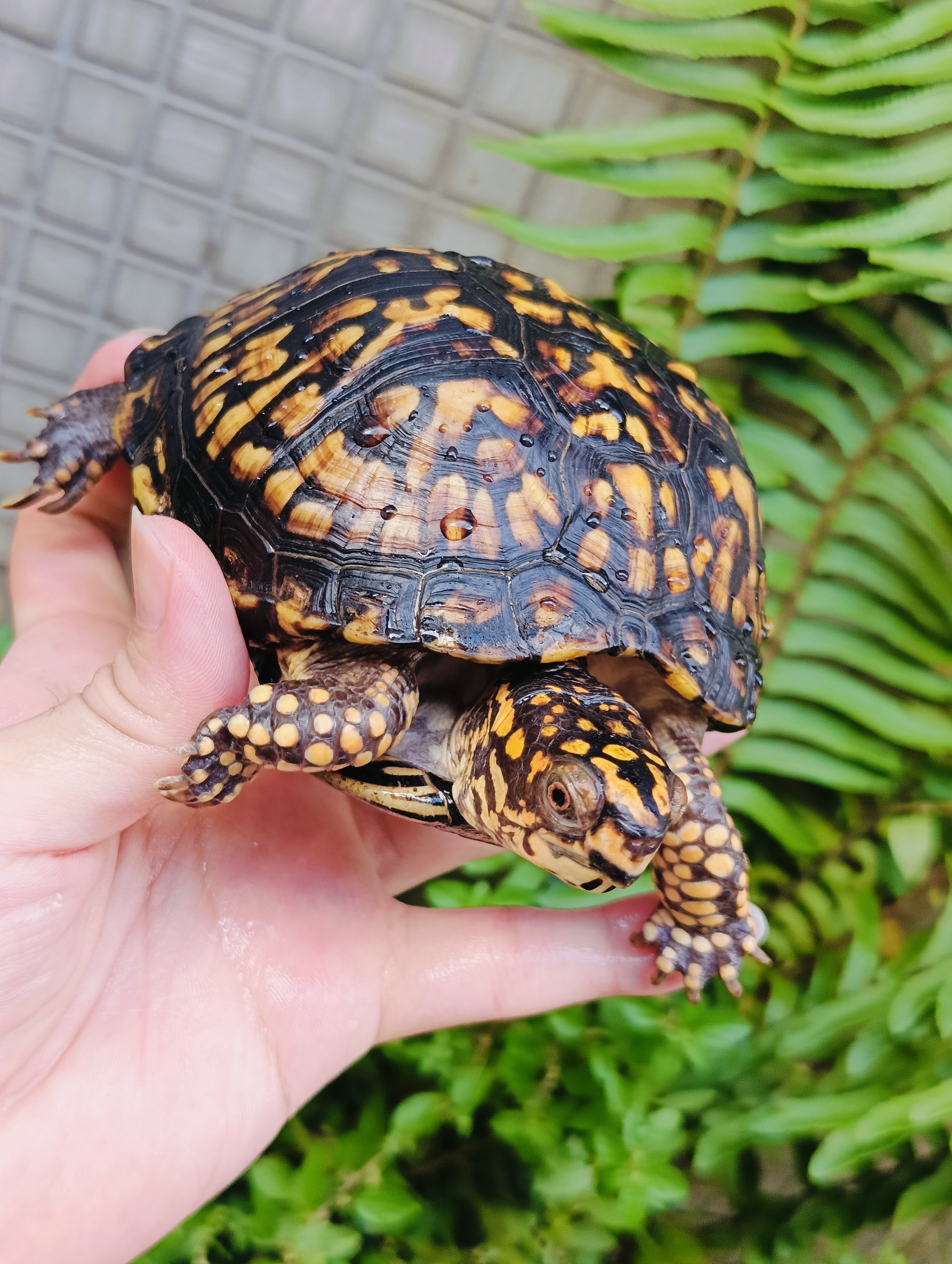 天火