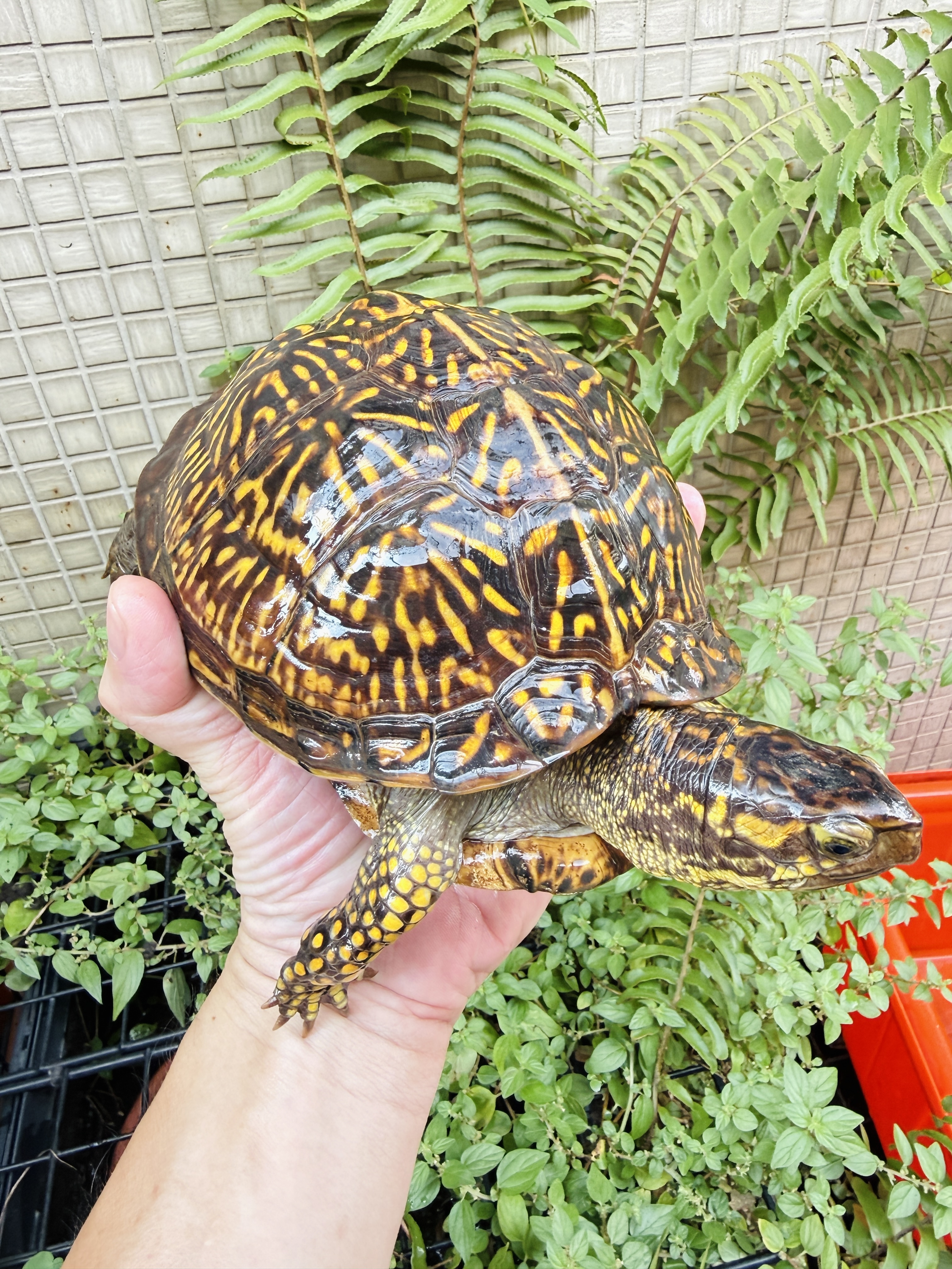 橘花