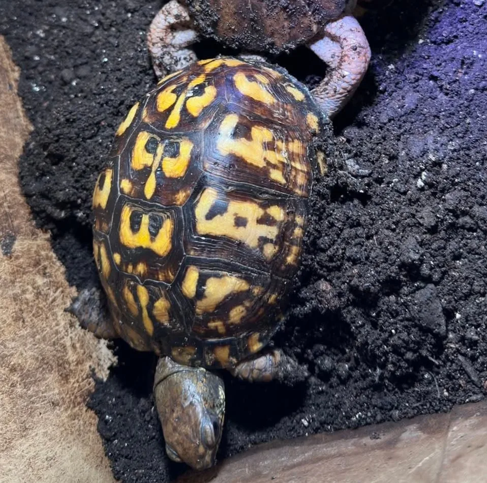 鷹花