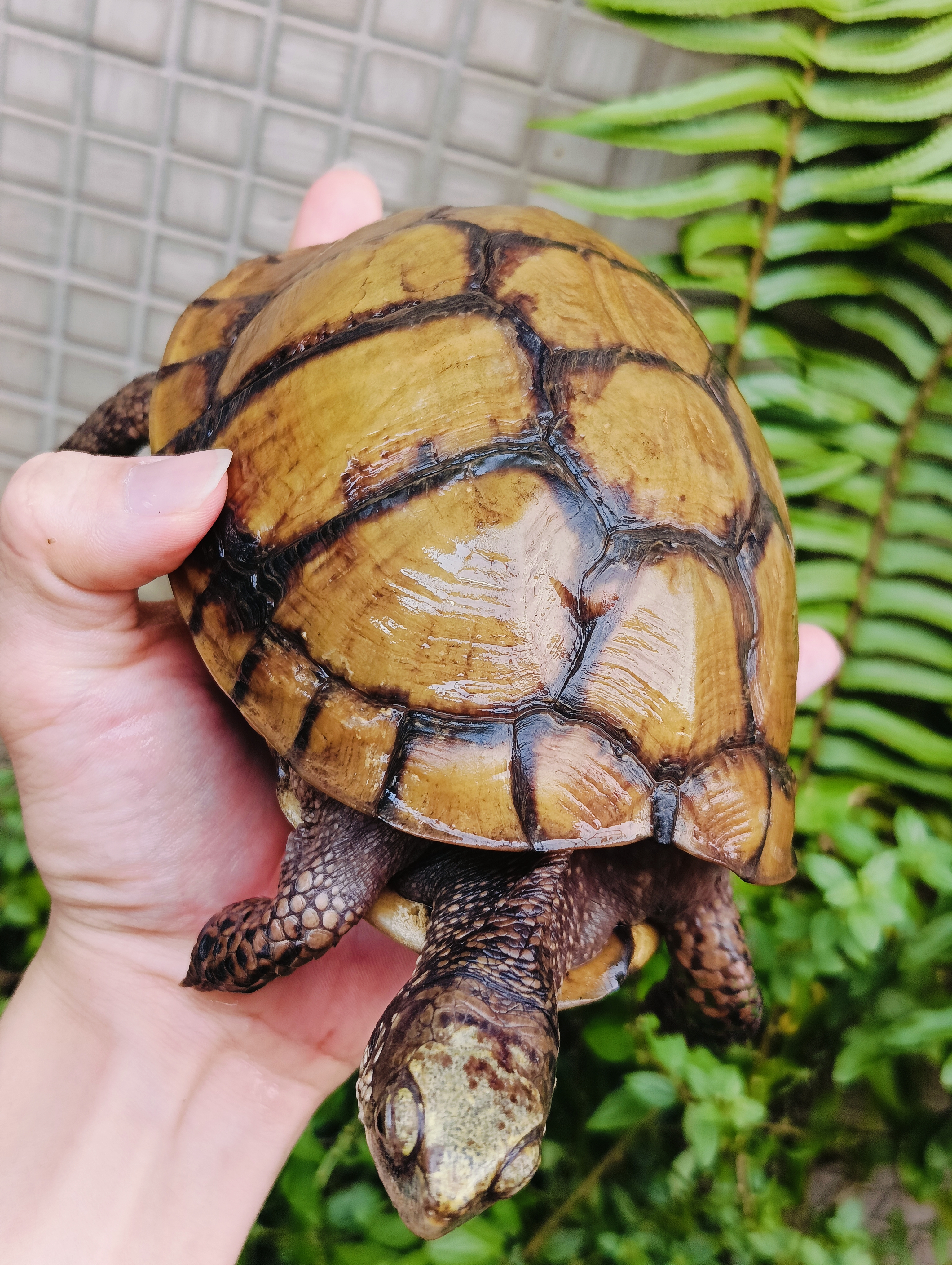 紅綠燈