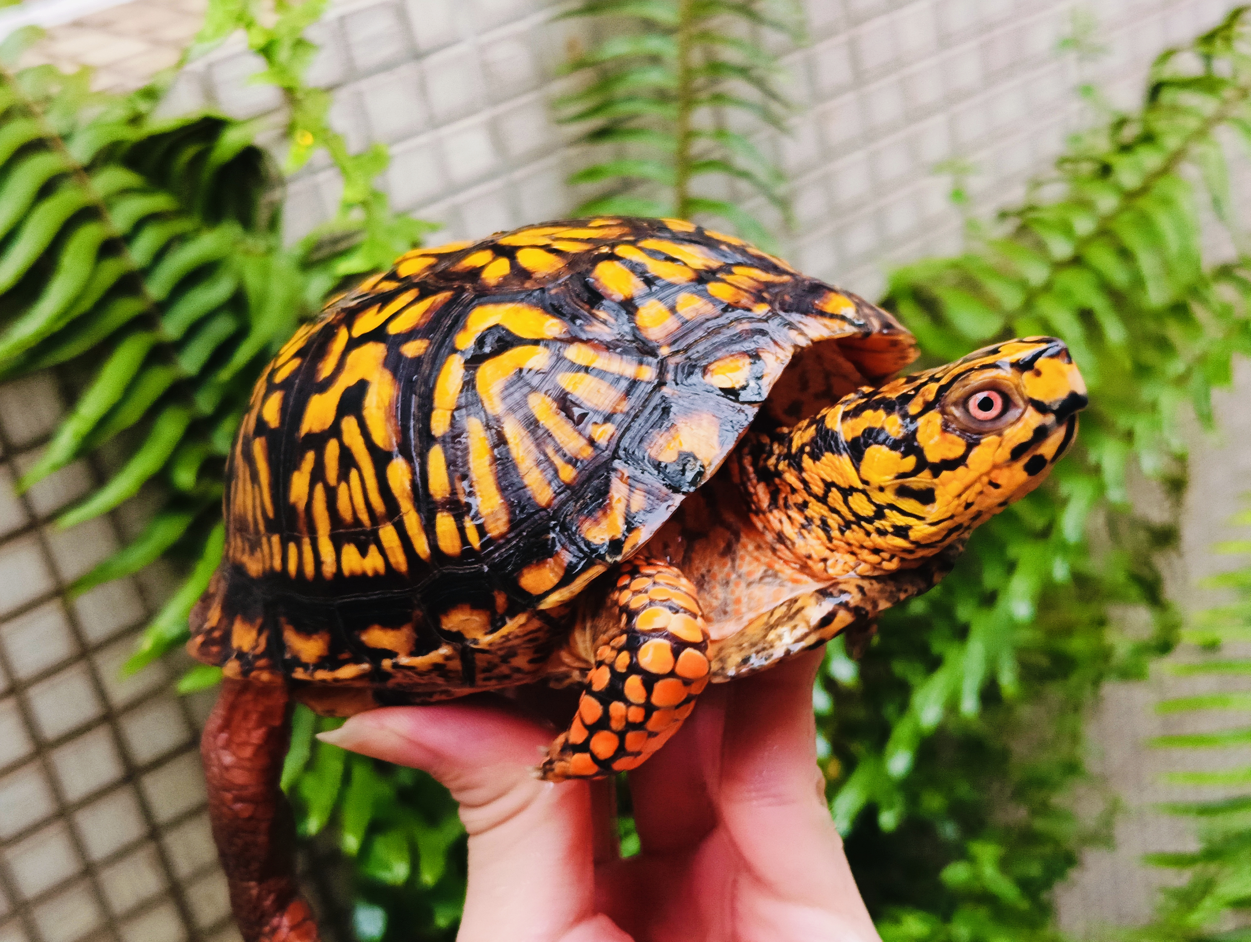 第一鳥